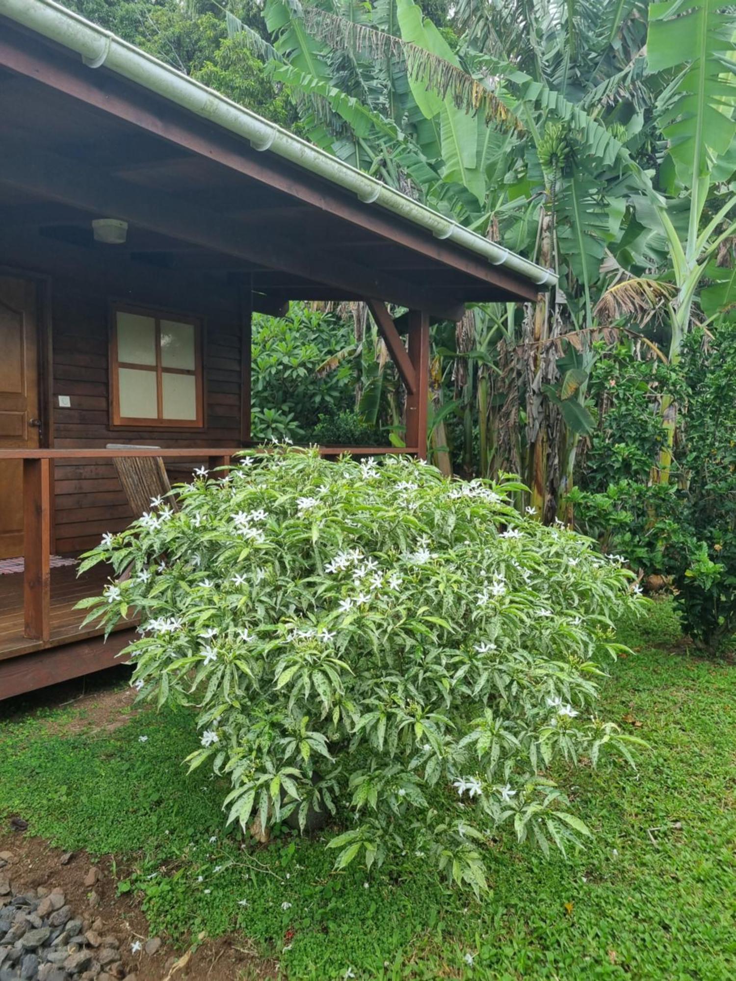 Painapaopao Backpacker Pansiyon Moorea Dış mekan fotoğraf
